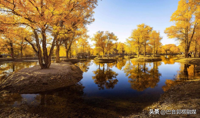 胡杨林的黄金时间来了，到巴州不只塔里木胡杨林公园，这些胡杨林，个个惊艳