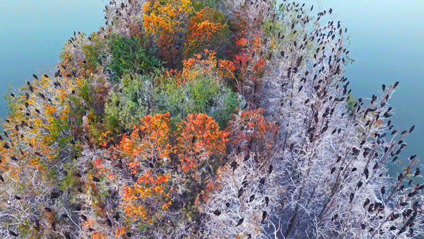 沙漠踏雪，只在武汉，最佳观赏期到了！