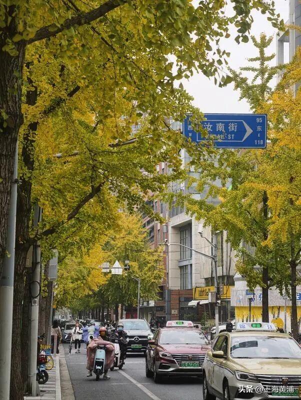 局门路银杏渐入佳境，引路人纷纷驻足打卡