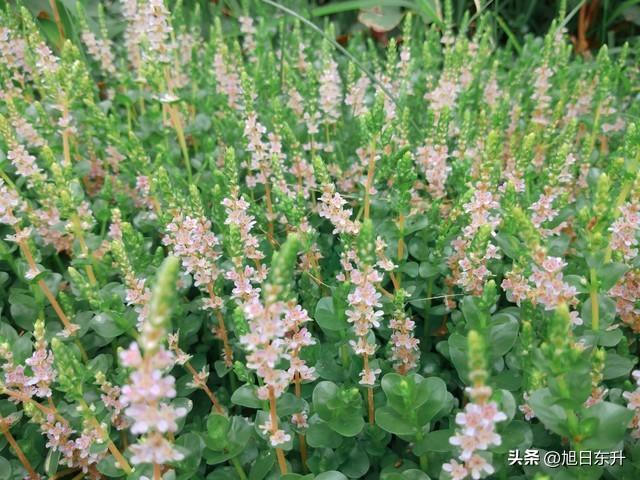 两性关系：男人搞女人，从古至今最有效的方法只有一个！