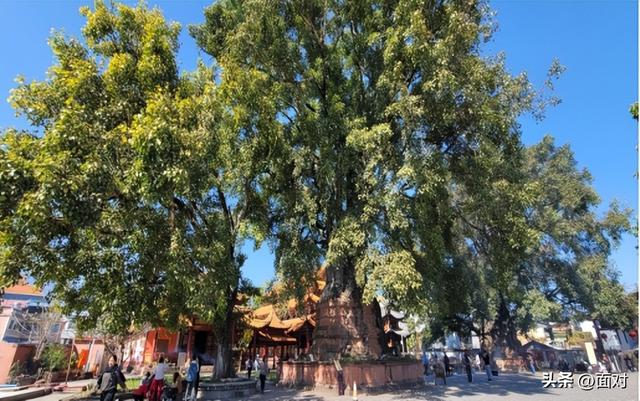 欣赏华夏千年古榕婆娑多姿，感悟人文积淀世代相传