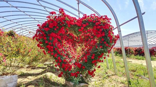 2025 实测！爬藤月季 “扛把子” TOP5，新手闭眼入的爆花神器！