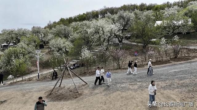 莲花山梨园花开正盛 亲子踏春乐享好春光