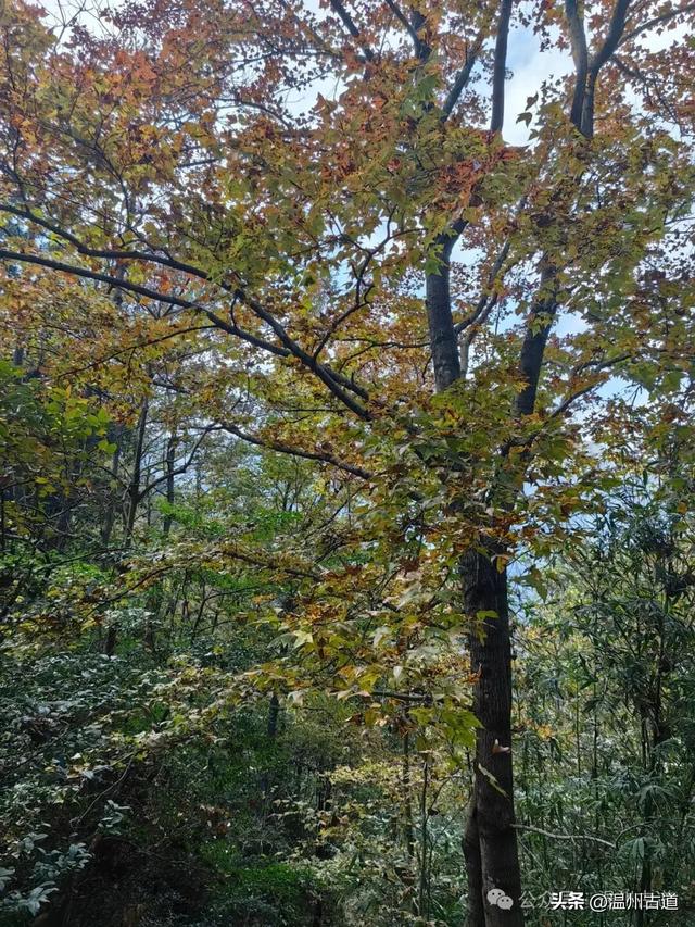 温州这两条知名红枫古道已经红啦!周末是最佳观赏期,不要错过!