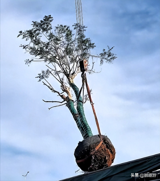 全红婵爸爸用冠军名号赚钱，把流量变成现实红利，网友评论吵翻天