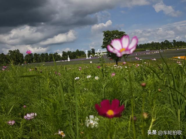 没有一株薰衣草的薰衣草庄园