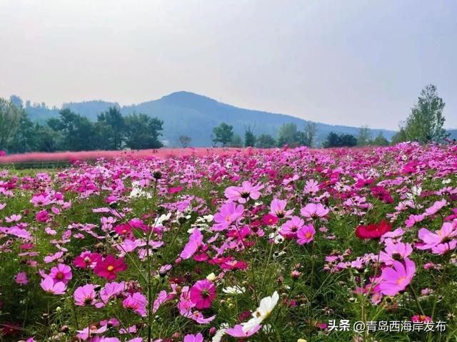 送票！西海岸这片梦幻花海开了！