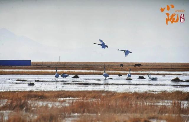 阿克塞：生灵为笔 写就草原冬日生态诗篇