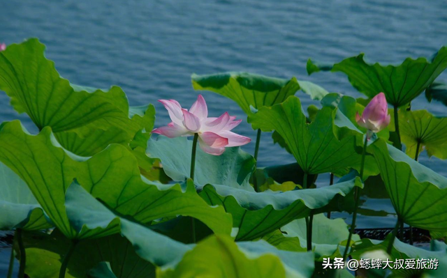 杭州夏日“出淤泥而不染” 的赏荷路线，80%人都不知道！
