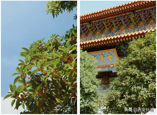 上一个晴天，为你“抢收”了5片金灿灿的桂花