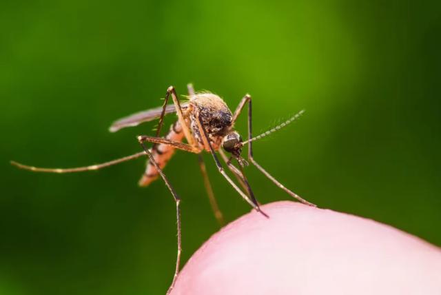 冰岛首度发现蚊子 "世界净土"沦陷了？！然而这个国家真的很美好啊