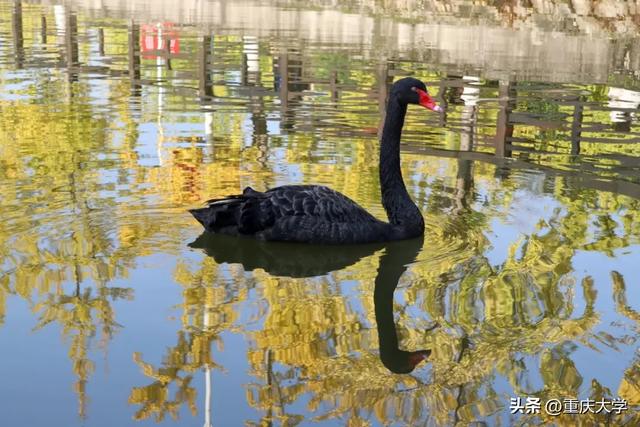重大限定皮肤上新，超出片！🤳