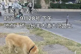 网友捡到走失金毛，后来才发现捡狗的地方是狗狗家门口。图片