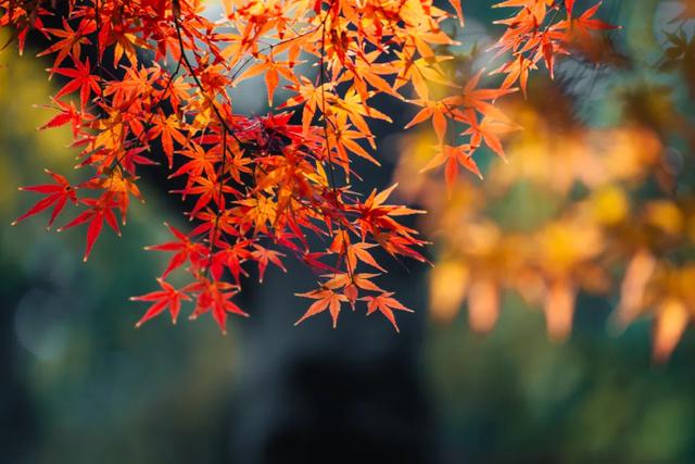 秋色限定!沪上园林已达颜值巅峰→