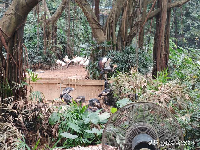 参观广州长隆野生动物园，全程感觉眼累手累腿不累