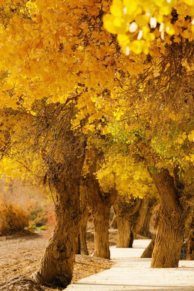 9-10月限定金色暴击！5大胡杨林封神榜，带你把秋天拍成壁纸