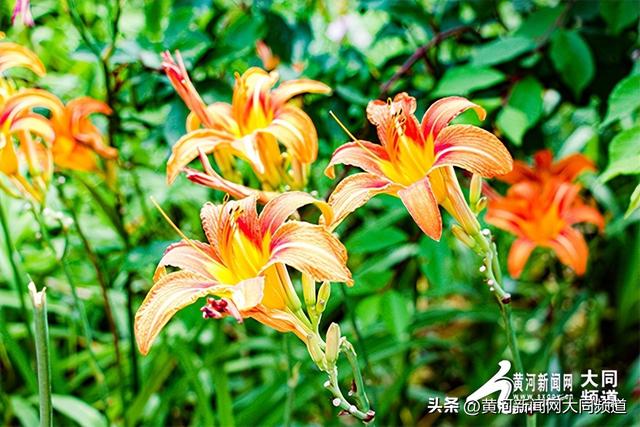 探访萱草花园 邂逅夏日浪漫