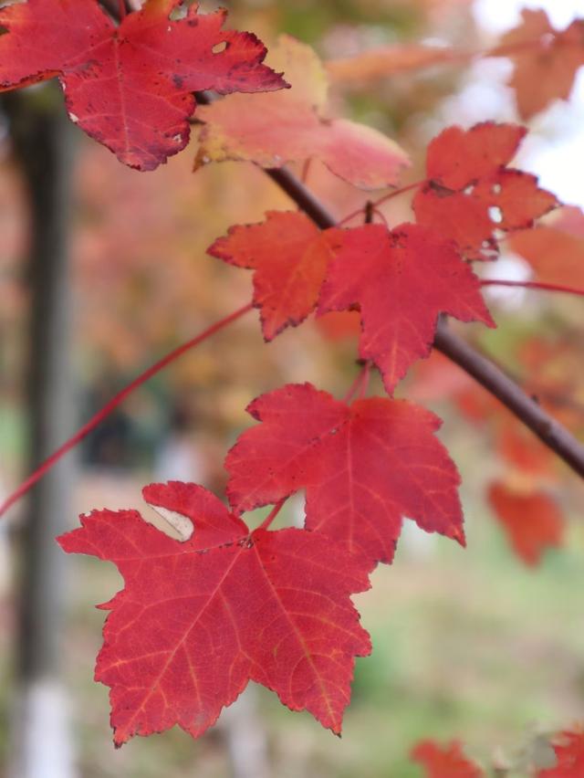 到滇池之上边，看周总理种植的树与秋日红枫林