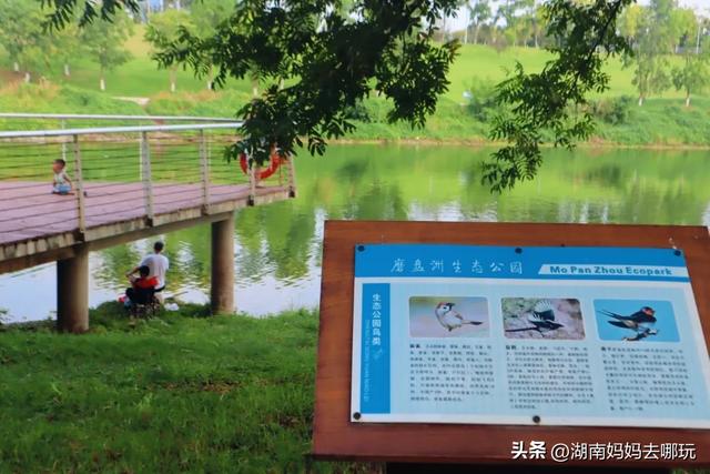 1小时直达！长沙藏了片“狗尾巴草秘境”，免费露营+玩水，人少景美，错过等一年！