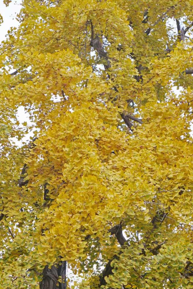 博物馆秋之旅｜相约“银杏季”！北京艺术博物馆银杏迎来最佳观赏期