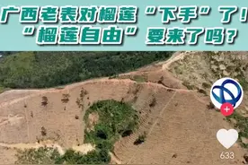 广西终于对榴莲下手，首个种植基地落户，广西网友却纷纷晒起水果图片