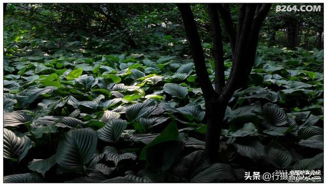 山东行游影记（17）—济南山东大学（四）