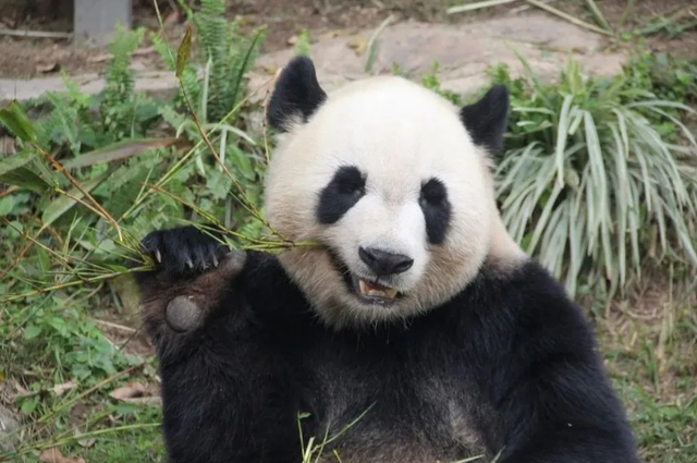 没有回旋余地	，中国下令直接收回，17万日本人泪奔，高市闯祸了！