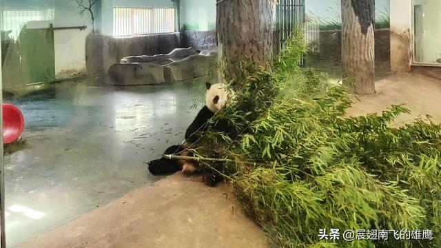 《游安吉熊猫馆》