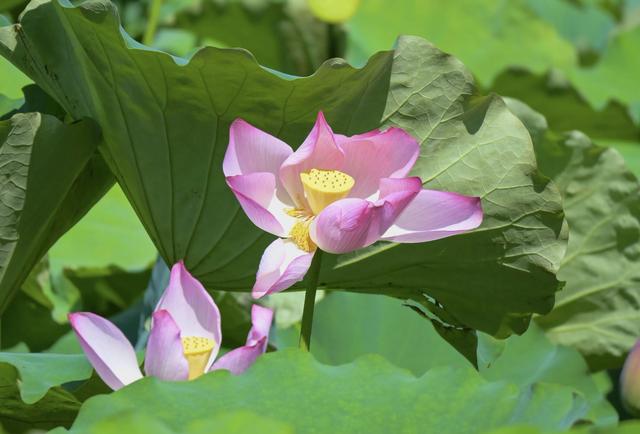 “清水出芙蓉，天然去雕饰” ：荷花朵朵开，“荷荷”又美美！