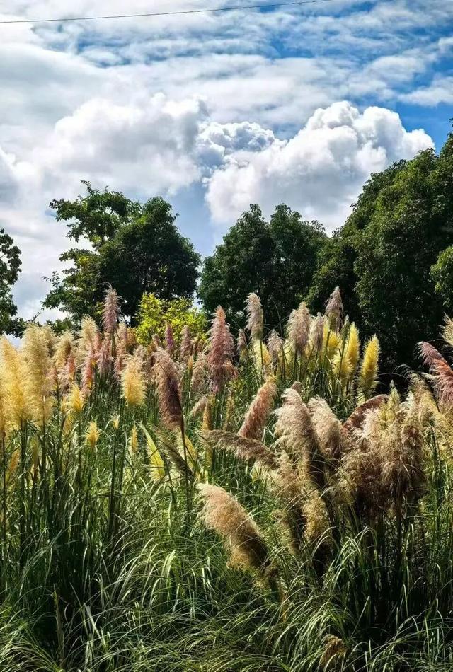 刷爆朋友圈的昆明蒲苇，原来都藏在昆明这些地方~