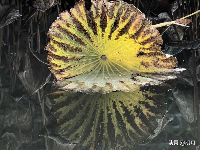 济南哪里最江南？