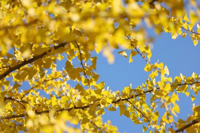 Citywalk 漫游王佐,邂逅秋日美学盛宴