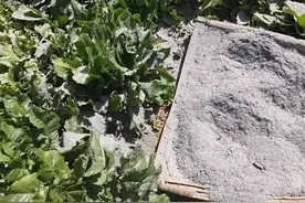 教你自制草木灰溶液，喷施叶面增肥还灭菌，最经济实惠的叶面肥！图片