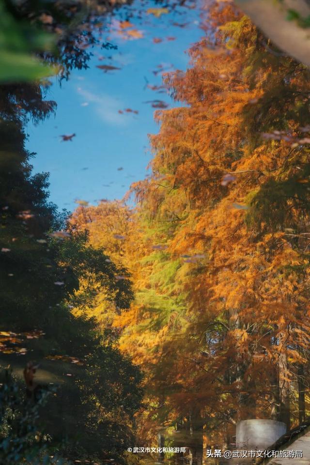 晴晴晴晴晴晴晴晴，东湖彩叶美出新高度！