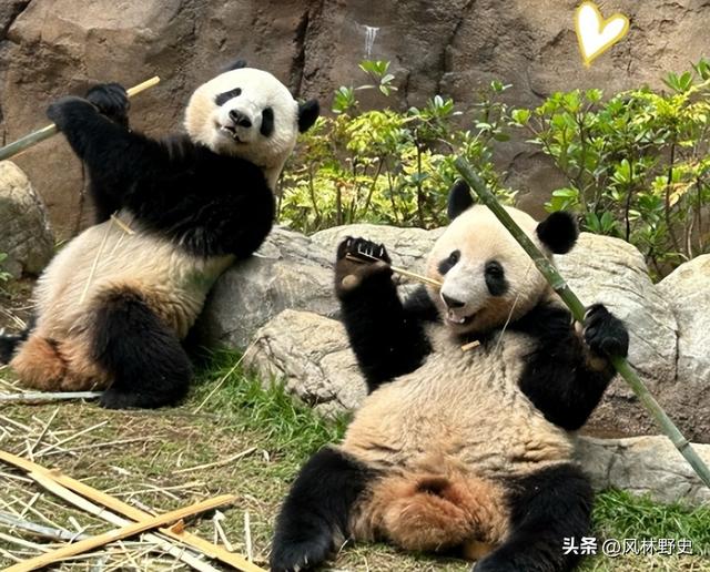 中方制裁不到24小时，日本对华提了个请求：希望能再给几只大熊猫