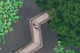 夏日苏州荷花正盛，快搭上地铁来赏花打卡图片