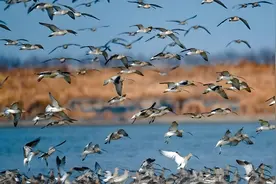 上海亲子家庭量身定制的盐城三日自驾攻略图片