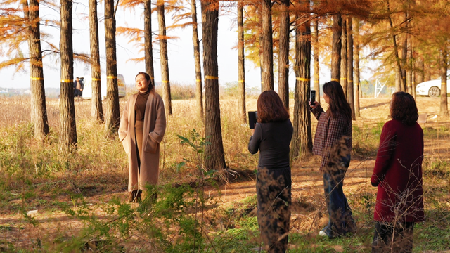 最佳观赏期！孝昌绝美红杉林，太出片了！