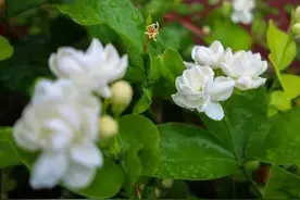 很多人都不知「淘米水浇花」的正确打开方式，看完秒变养花大神！图片