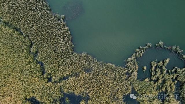 额济纳，额济纳，秋天必须要去额济纳，与金色胡杨林相遇