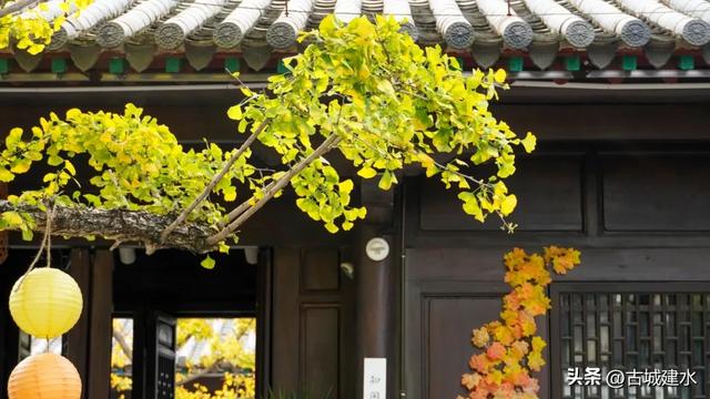 初冬雅韵：临安府署银杏换新妆