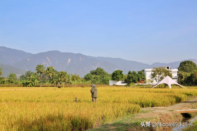 稻浪浸温汤，古村藏清欢