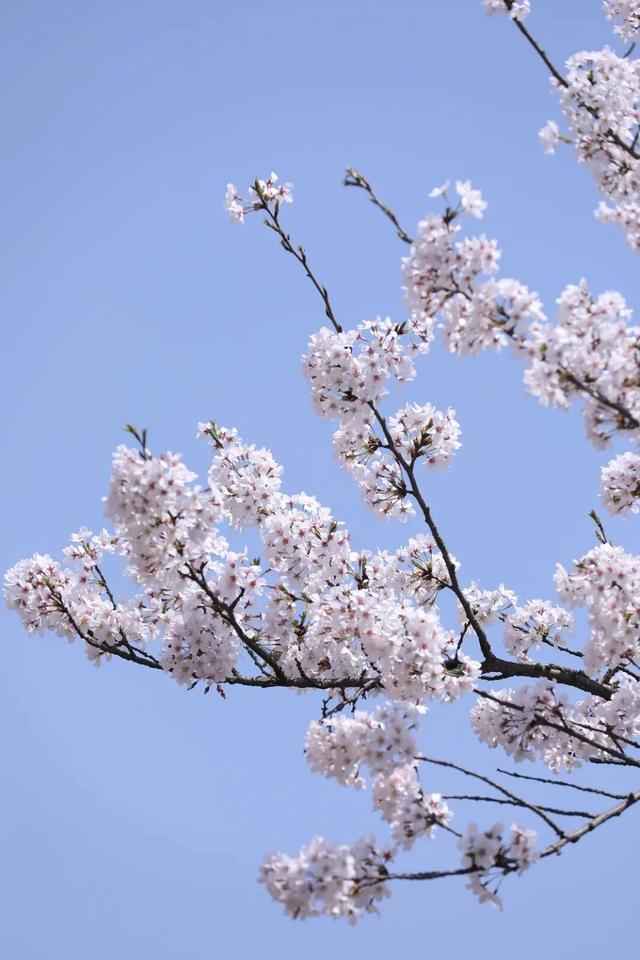 直播预告｜明天11:00！“樱花向导”带你沉浸式打卡贵安万亩樱海