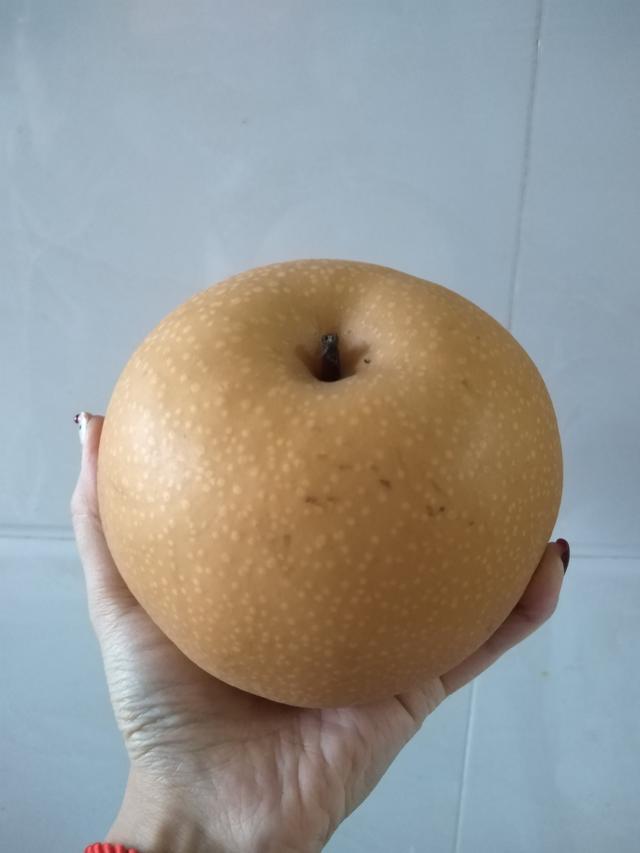 为啥山东盛产“巨人级”物产？看气候、科技与文化联动