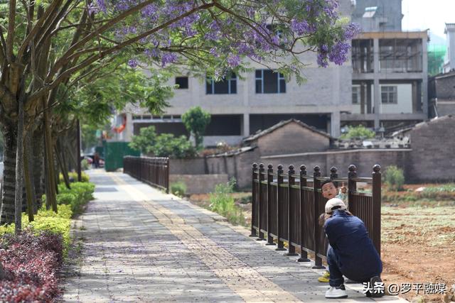 初夏限定！蓝花楹开满枝头，解锁罗平的紫色治愈风景
