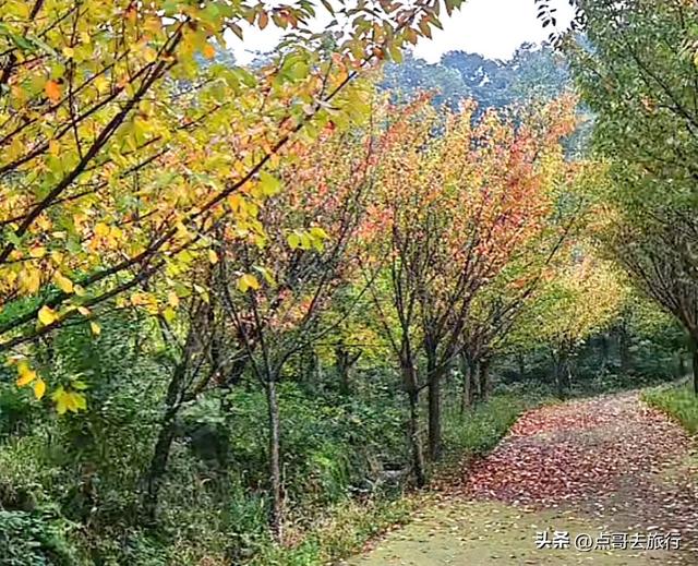 成都都江堰最冷门彩林，免费开放，山野中的惊艳，公交车可达！