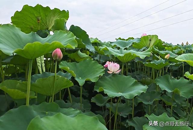 成都最近的山地荷花，人在画中超级壮观，不要门票，还可买荷花