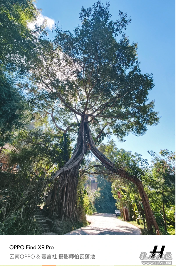 景迈山｜糯干古寨、翁基古寨、千年茶林