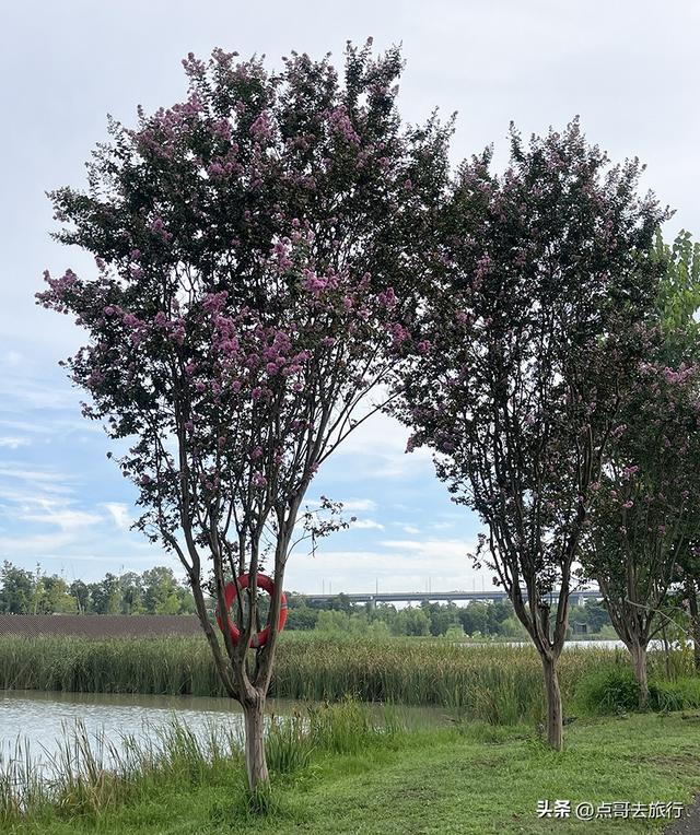 成都最近的原野公园，超级惊艳，一个湖风景就是王者，公交直达！