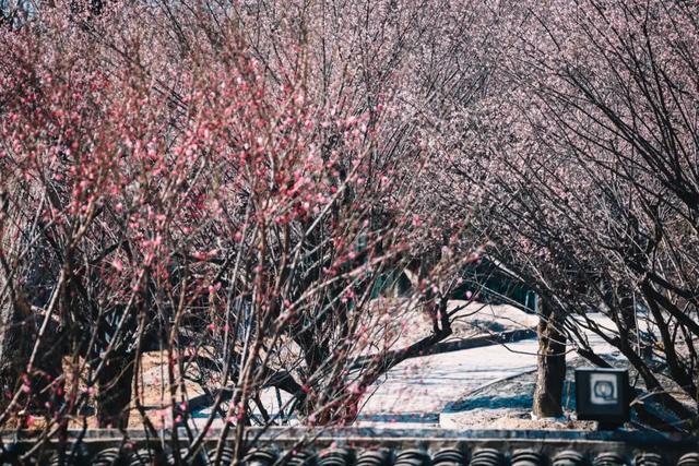 无锡梅园最新公告!